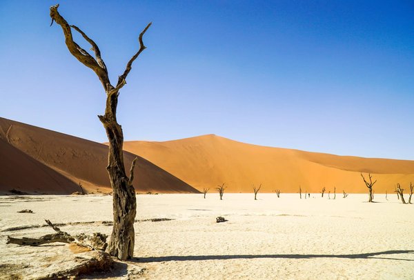 Voyager en Namibie : des dunes du désert du Namib aux safaris